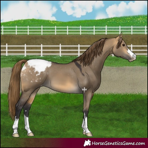 Horse Color:Buckskin Dun Appaloosa 