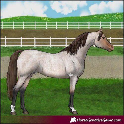 Horse Color:Brown Roan Dun Appaloosa Rabicano