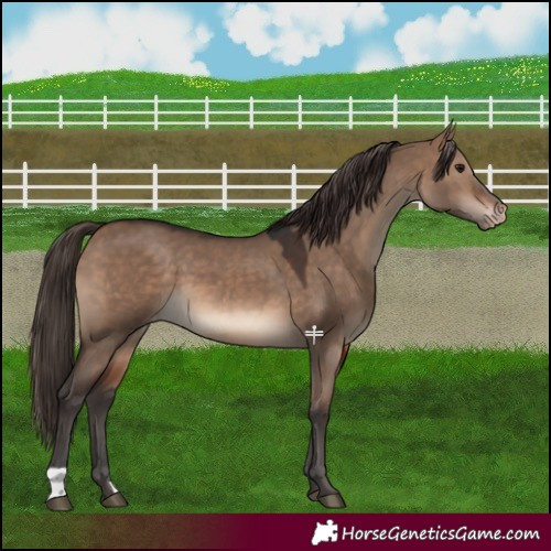 Horse Color:Brown Dun Appaloosa