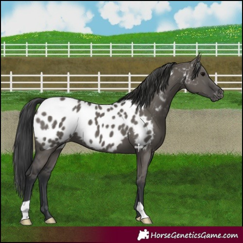 Horse Color:Grullo Appaloosa 