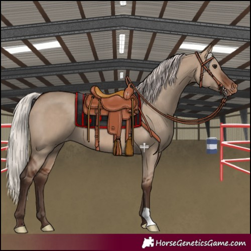 Horse Color:Silver Brown Dun Appaloosa 
