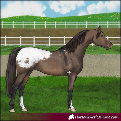 Horse Color:Brown Dun Appaloosa 
