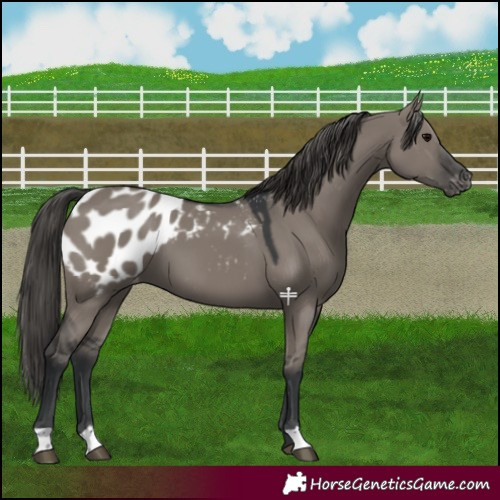 Horse Color:Grullo Appaloosa