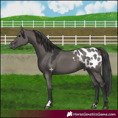 Horse Color:Grullo Blanket 
