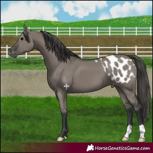 Horse Color:Grullo Blanket 