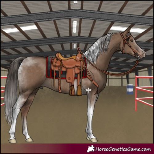 Horse Color:Liver Red Dun Tobiano Rabicano