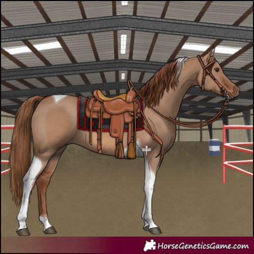 Horse Color:Red Dun Tobiano 