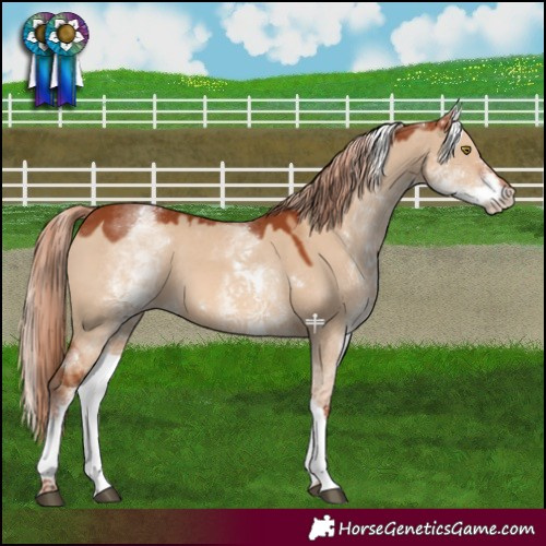 Horse Color:White Spotted Red Dun Tobiano