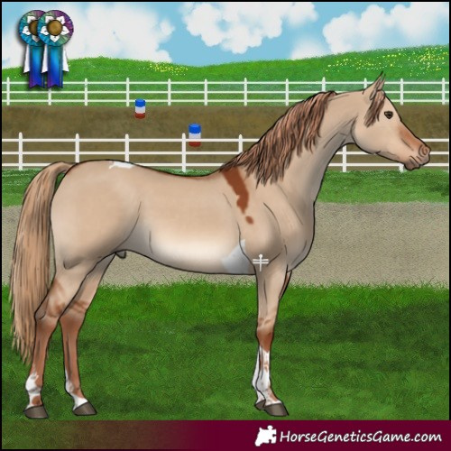 Horse Color:Red Dun Tobiano 