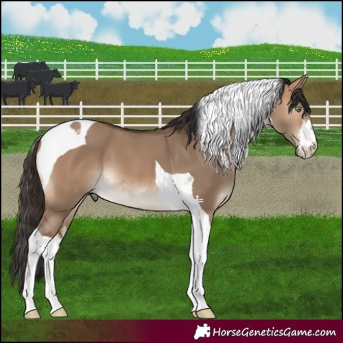 Horse Color:White Spotted Bay Dun Tobiano