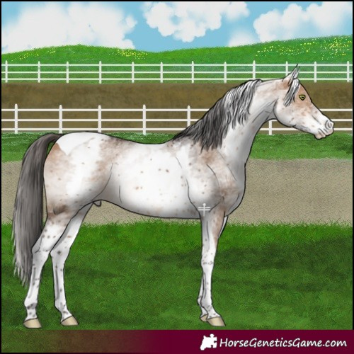 Horse Color:White Spotted Bay Dun Tobiano 