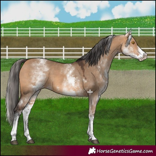 Horse Color:White Spotted Bay Dun Tobiano 
