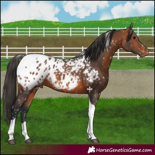 Horse Color:Bay Tobiano Blanket 