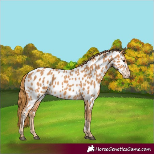 Horse Color:Chestnut Near Leopard