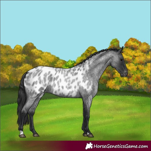 Horse Color:Blue Roan Near Leopard 