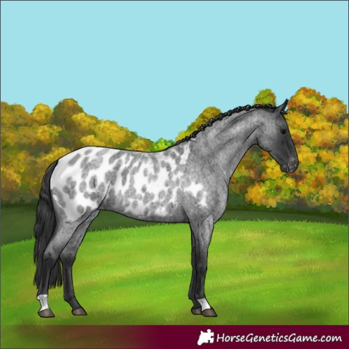 Horse Color:Blue Roan Appaloosa 