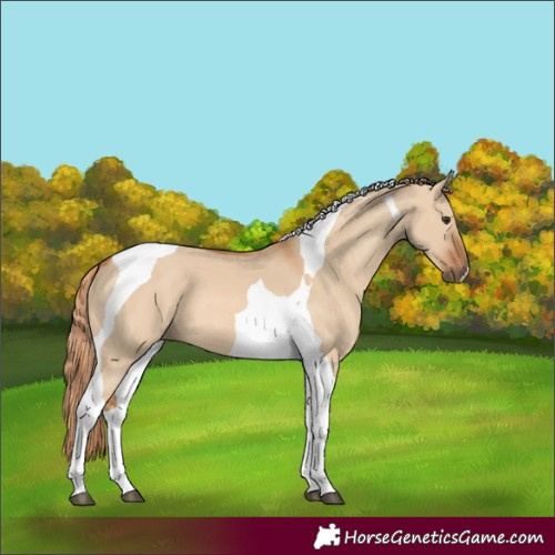 Horse Color:Red Dun Tobiano