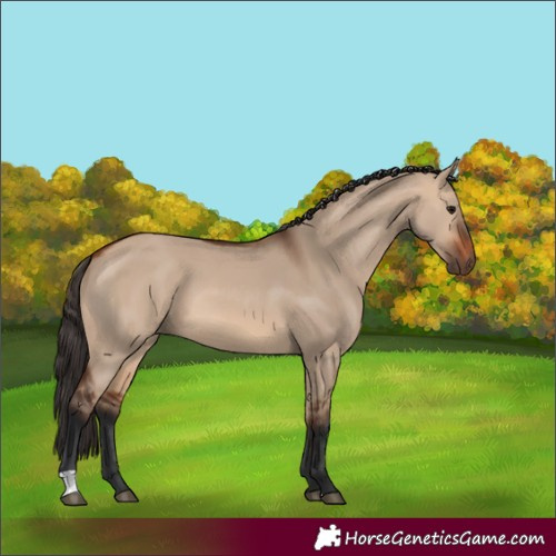 Horse Color:Bay Dun