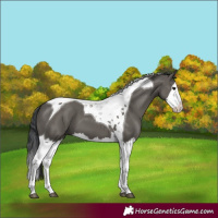 Horse Color:Grullo Splash Tobiano 