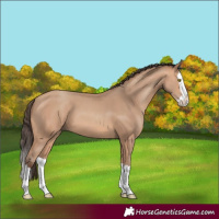 Horse Color:Amber Champagne Splash