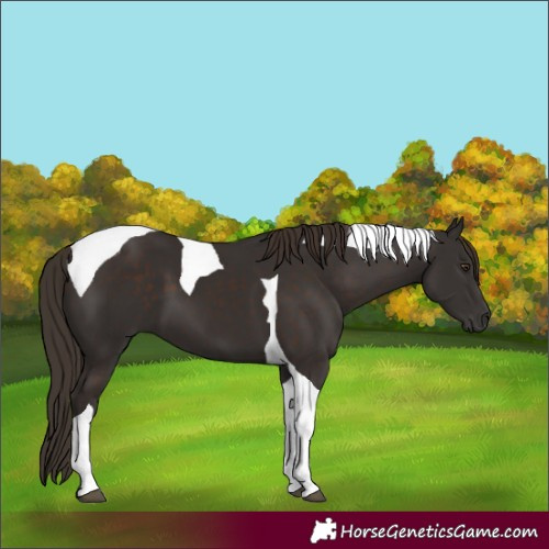 Horse Color:Liver Chestnut Tobiano 