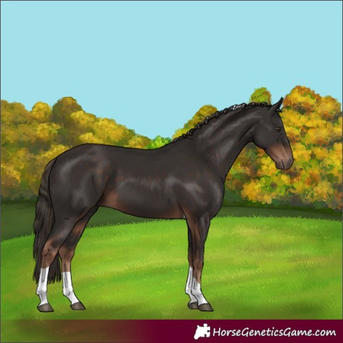 Horse Color:Liver Chestnut Tobiano 