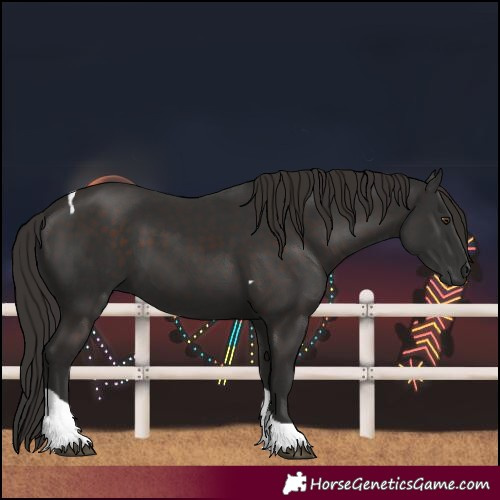 Horse Color:Liver Chestnut Tobiano