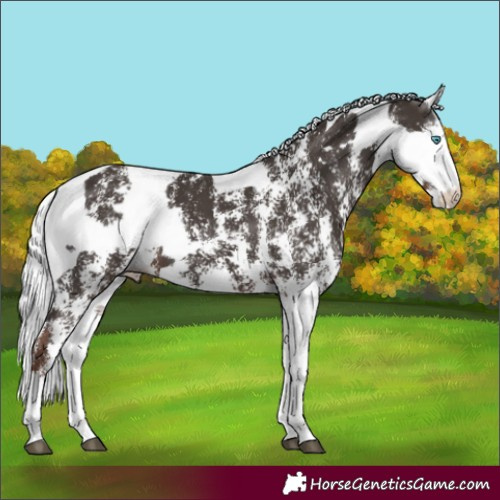 Horse Color:Liver Chestnut Sabino Rabicano