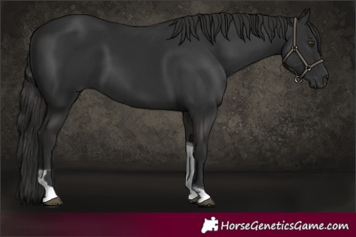 Horse Color:Liver Chestnut Tobiano