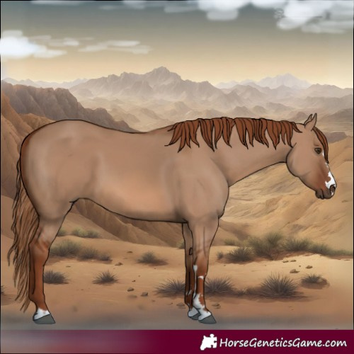 Horse Color:Red Dun 