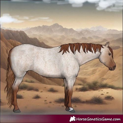 Horse Color:Red Dun Roan