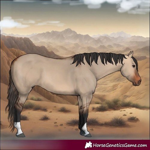 Horse Color:Bay Dun 