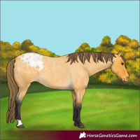 Horse Color:Buckskin Roan Blanket 