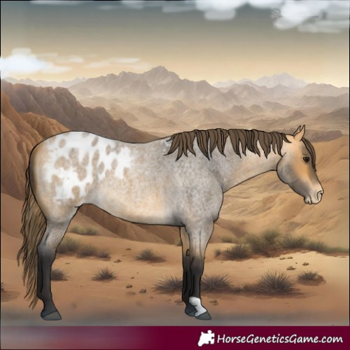 Horse Color:Buckskin Roan Blanket
