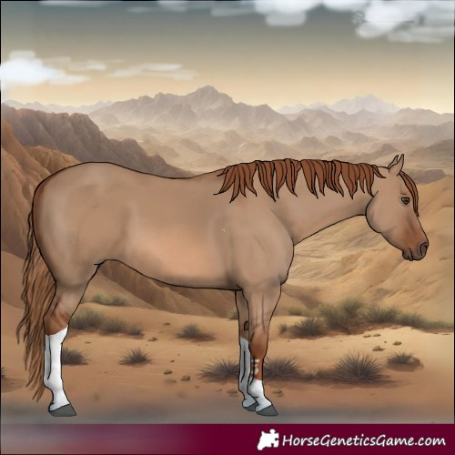 Horse Color:Red Dun Tobiano