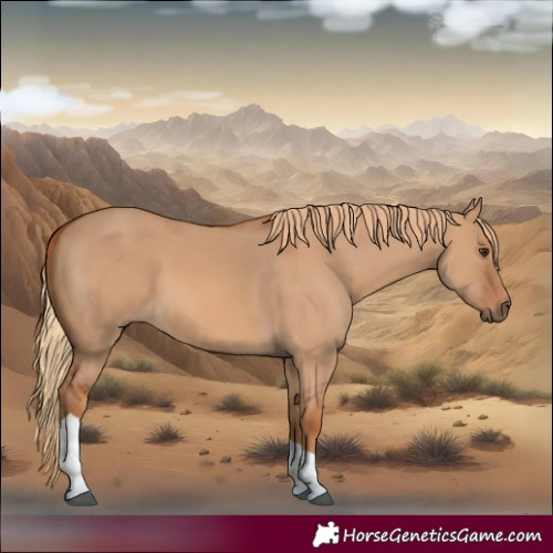 Horse Color:Red Dun Tobiano 