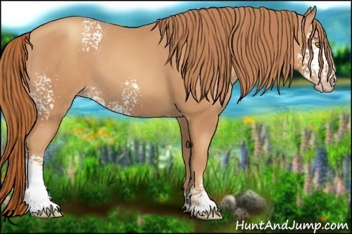 Horse Color:White Spotted Gold Champagne