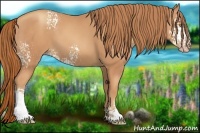 Horse Color:White Spotted Gold Champagne