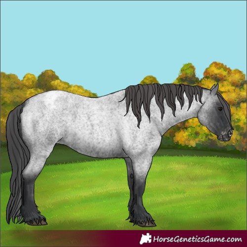 Horse Color:Blue Roan Appaloosa Rabicano