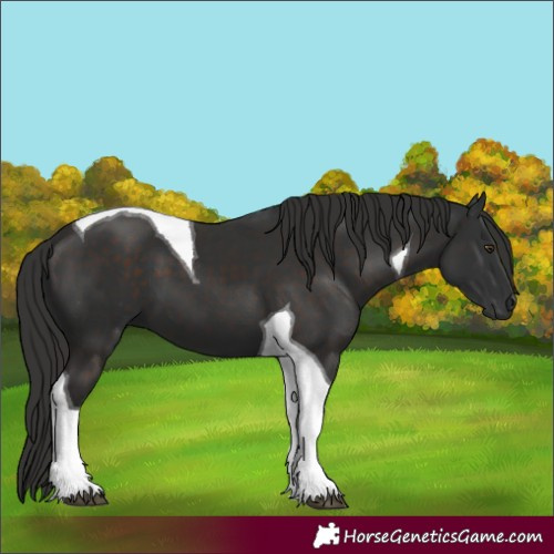 Horse Color:Liver Chestnut Tobiano