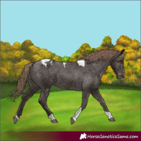 Horse Color:Liver Chestnut Tobiano Appaloosa 