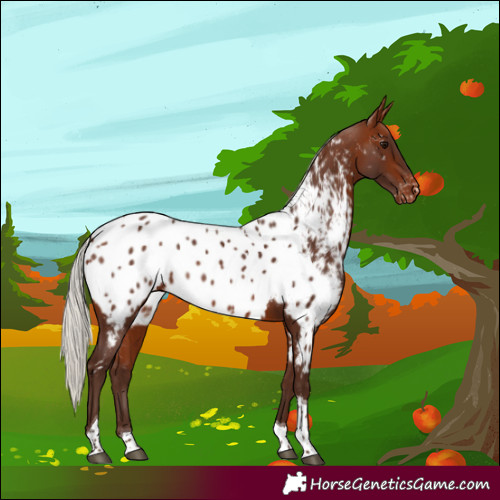 Horse Color:Silver Bay Tobiano Appaloosa 