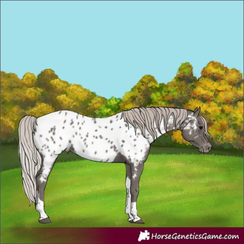 Horse Color:Silver Black Tobiano Near Leopard