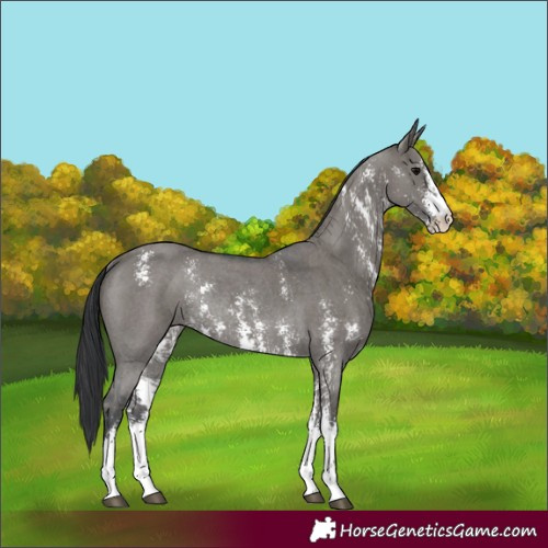 Horse Color:Grullo Sabino Rabicano