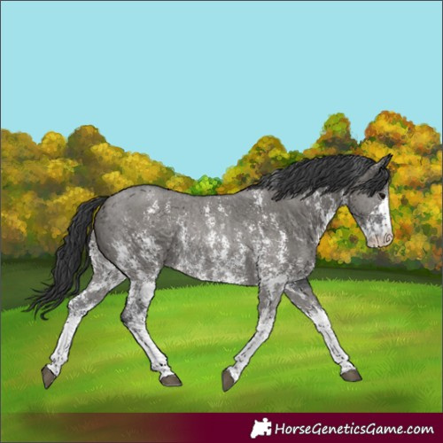 Horse Color:Grullo Sabino Rabicano