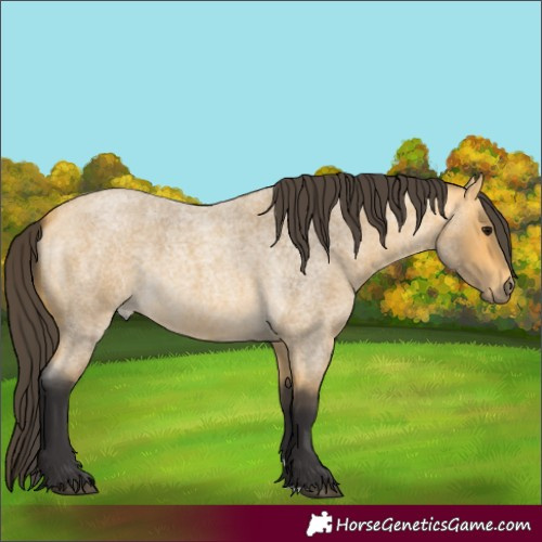 Horse Color:Buckskin Roan