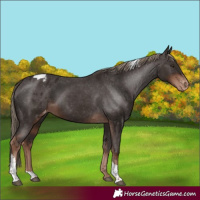 Horse Color:Liver Chestnut Tobiano Varnish