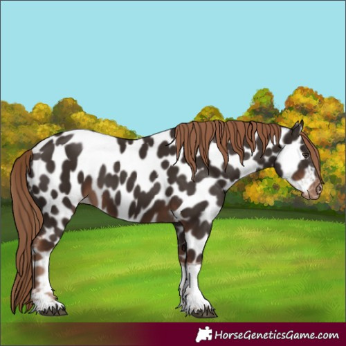 Horse Color:Liver Chestnut Tobiano Appaloosa 