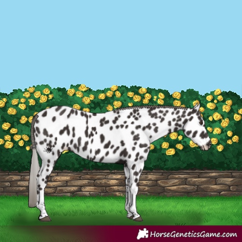 Horse Color:Liver Chestnut Tobiano Near Leopard