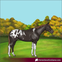 Horse Color:Liver Chestnut Tobiano Appaloosa